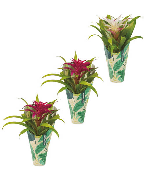 Group 1, Bromelia and Guzmania Mix