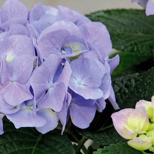 Lifestyle 1, Gartenhortensie, Blau/Lila