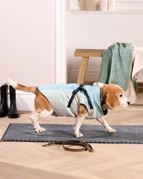Lifestyle 1, Dog Coat with Harness