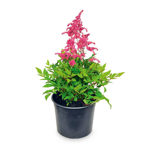 Détails 1, Plantes d’ombre, astilbes