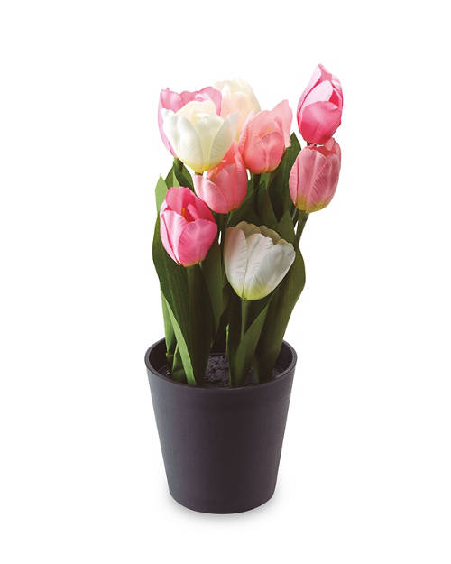 Tulip Bundle Product Image Front shot 01