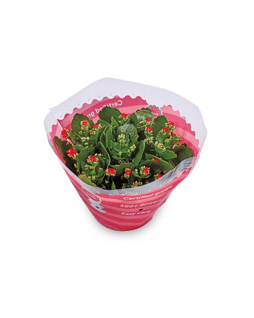 Kalanchoe Bowl