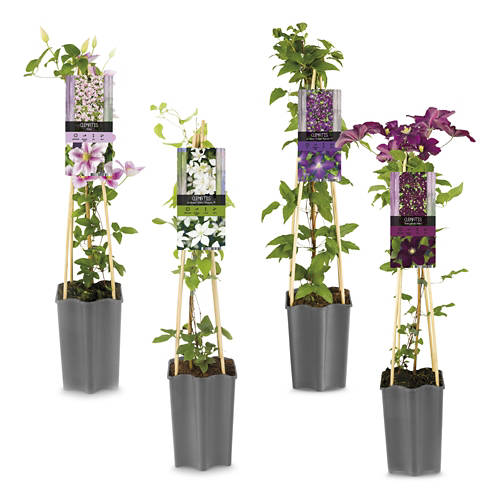 Gruppe 1, Clematis*