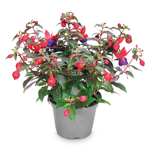 Dettagli 1, Piante da ombra, fucsia