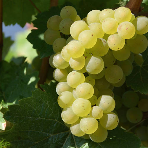 Lifestyle 1, Weinstock, Millenium