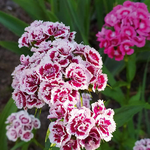 Lifestyle 1, Garofani