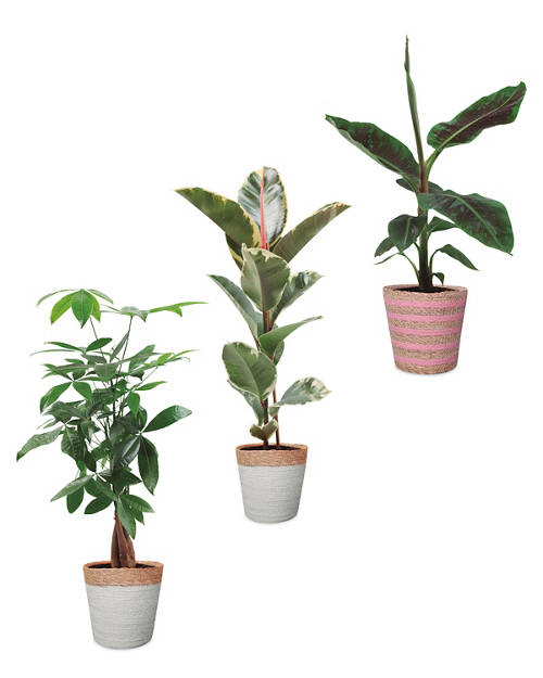 Group 1, Foliage Basket