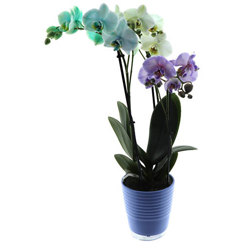Details 3, Orchidee