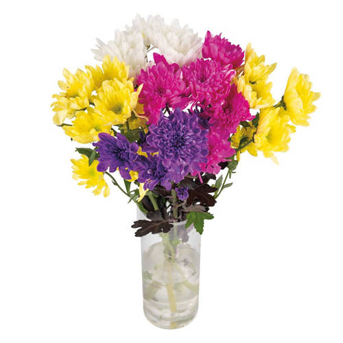 Front shot 2, Chrysanthemum