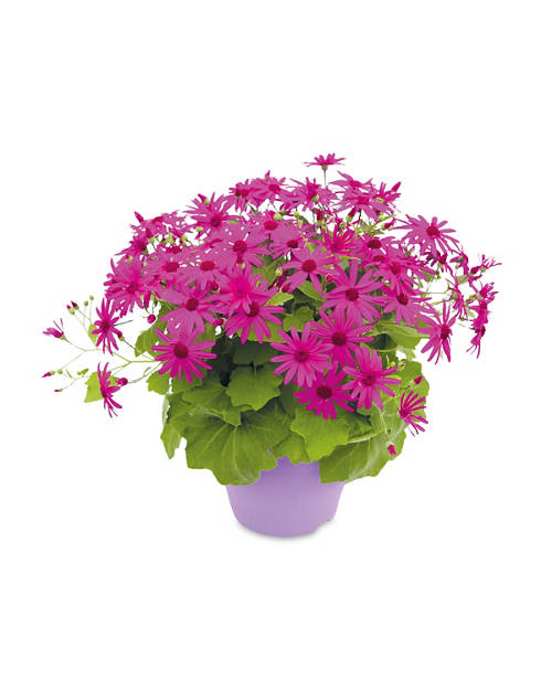 Front shot 2, Senetti Plant