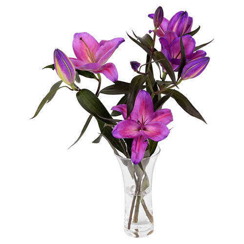 Front shot 3, Oriental Lily