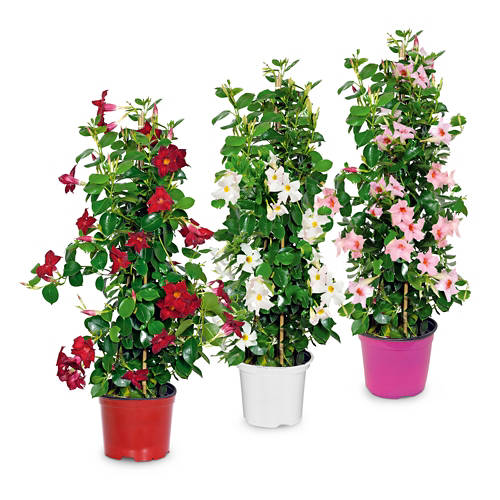 Gruppo 1, Dipladenia, rosa