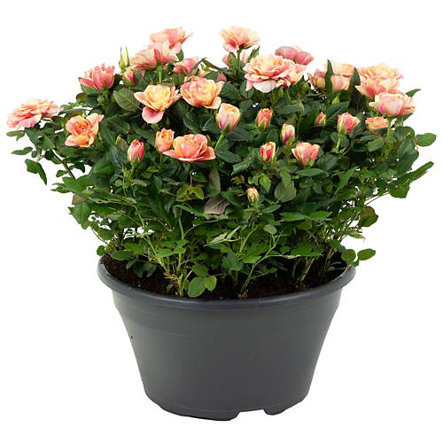 Vista frontale 2, Rose speciali