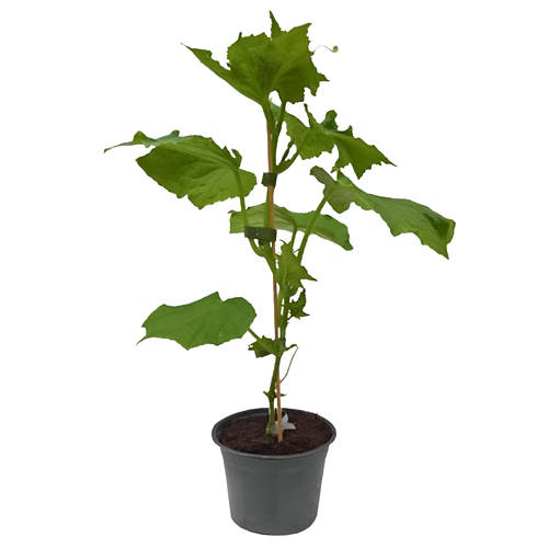 Vue de face 1, Plantes potagères, concombres