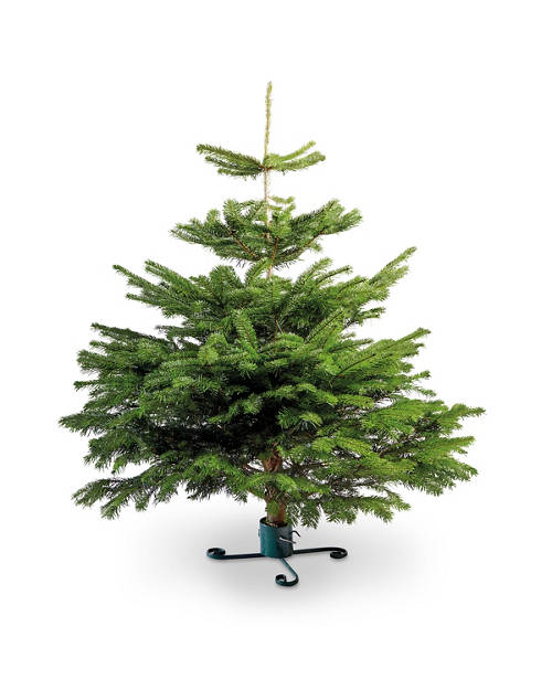 Medium Nordman Fir