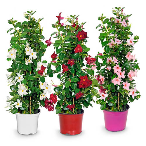 Skupina 1, Dipladenija