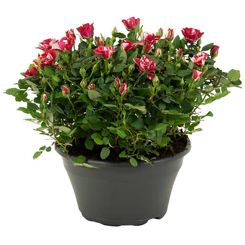 Dettagli 1, Rose speciali