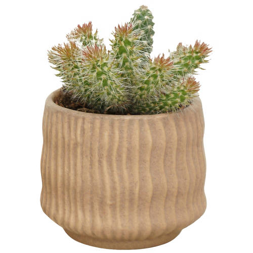 Dettagli 1, Cactus in vaso di ceramica