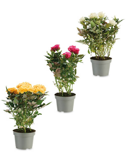 Group 1, Mini Rose