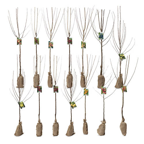 Skupina 1, Sadno drevo