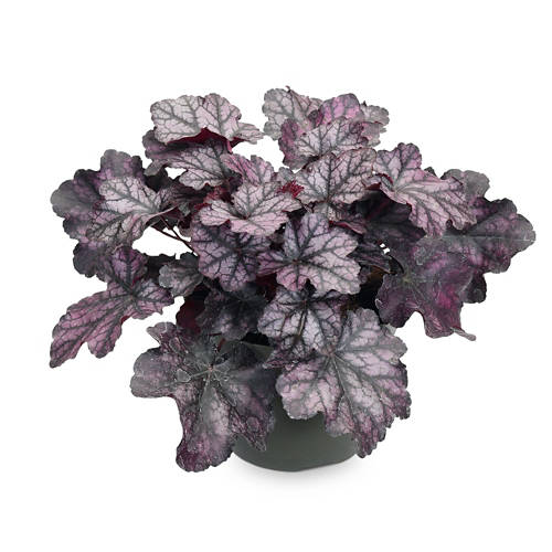 Dettagli 2, Piante da ombra, Heuchera