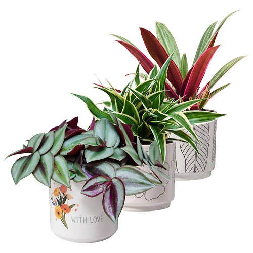 Gruppo 1, Pianta verde in vaso, Tradescantia S