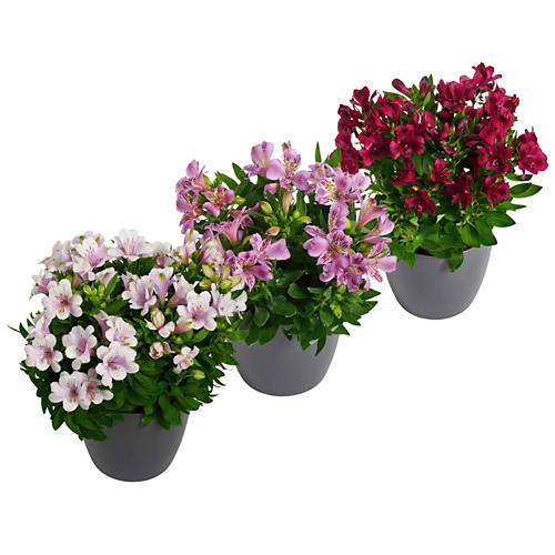 Gruppe 1, Alstroemeria T17, Rot