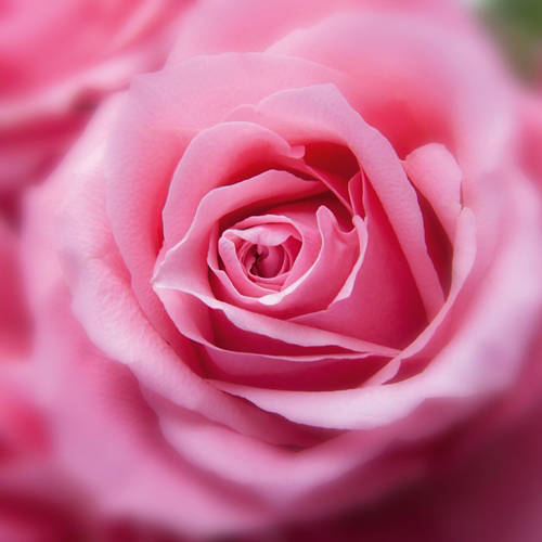 Življenjski slog 2, Vrtnica/čopasta sivka