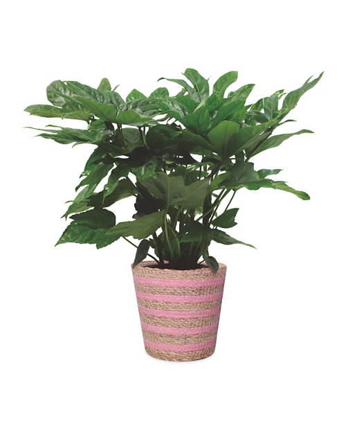 Front shot 2, Foliage Basket