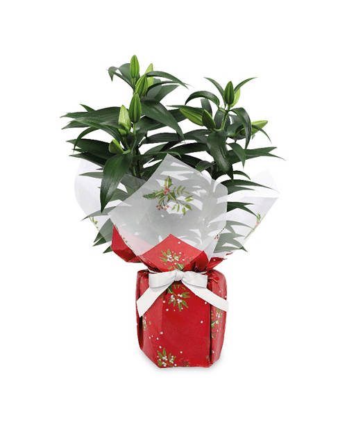 Front shot 1, Gift Wrapped Plant