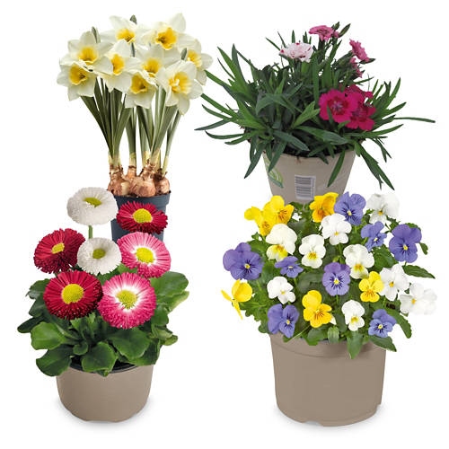 Skupina 1, Spomladanska cvetlica