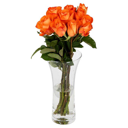 Front shot 3, Roses