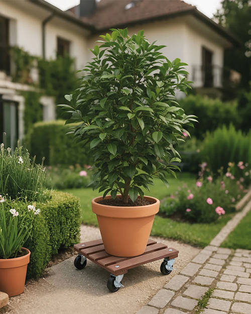 Lifestyle 1, Flower Roller