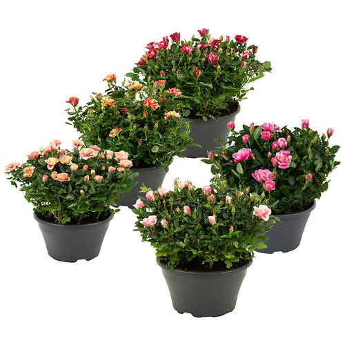 Gruppo 1, Rose speciali