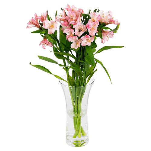 Front shot 3, Alstroemeria