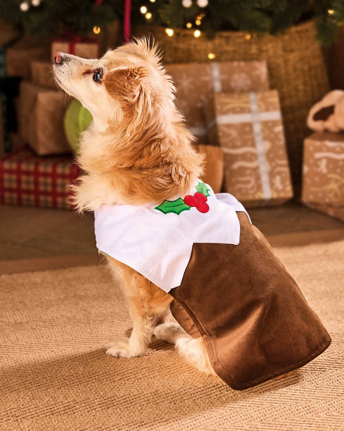 Lifestyle 1, Festive Pet Coat