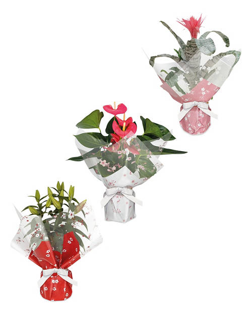 Gift Wrapped Plant Product Image Front shot 01