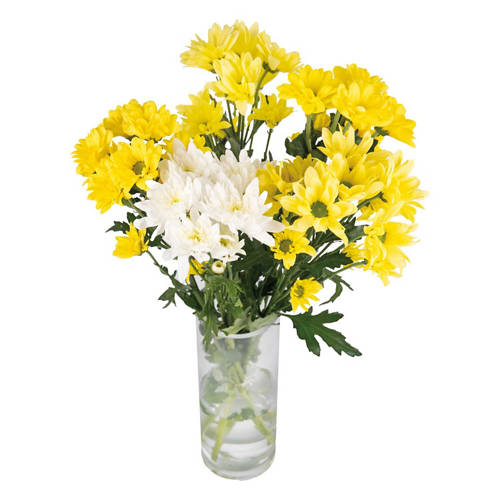 Front shot 3, Chrysanthemum