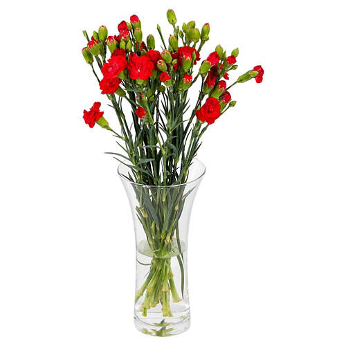Front shot 2, Carnations
