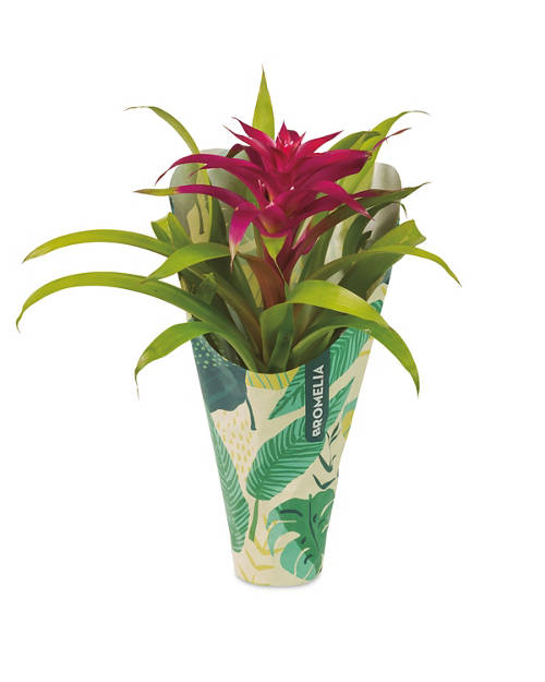Front shot 3, Bromelia and Guzmania Mix
