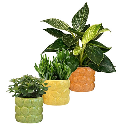 Groupe 1, Plante verte dans un pot à agrumes, pot en céramique orange
