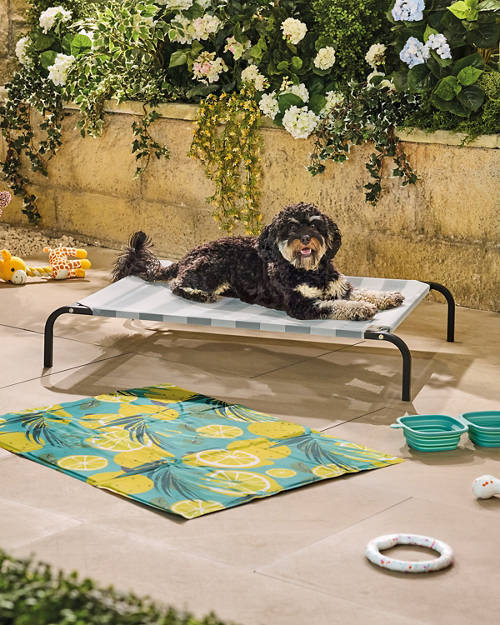 Lifestyle 1, Elevated Pet Bed