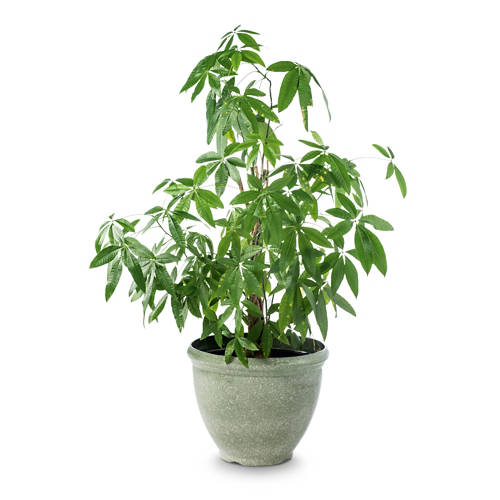 Podrobnosti 1, Cvetlični lonec