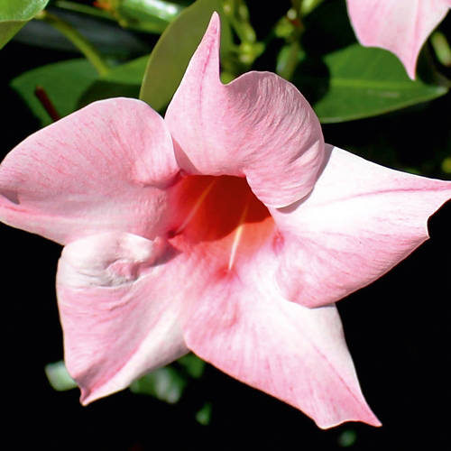 Življenjski slog 1, dipladenija, rožnati cvetovi