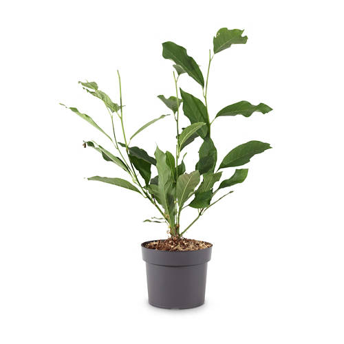 Podrobnosti 1, Cvetoča grmovnica