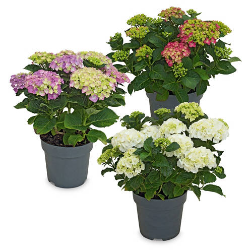 Groupe 1, Hortensia T23, bleu/mauve