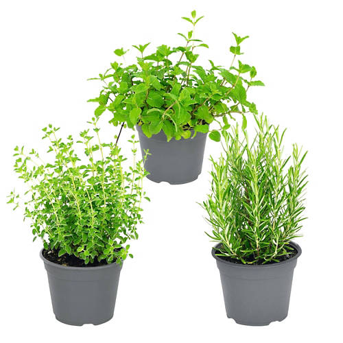 Skupina 1, NO BRAND, SLO zelišča v lončku, 1