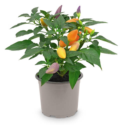 Details 1, Herbsttraum in Orange*, Capsicum