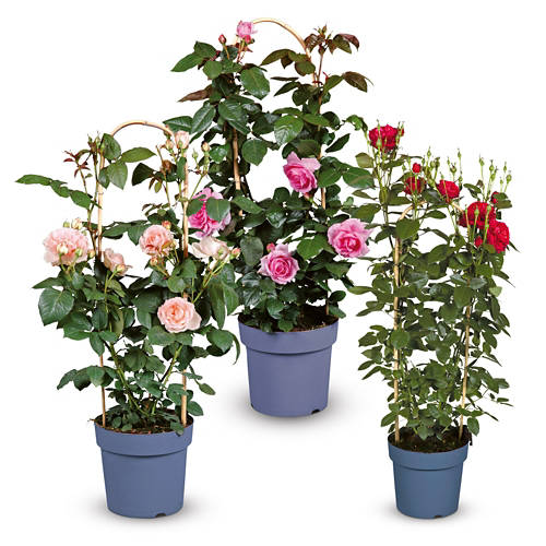 Groupe 1, Rosier parfumé premium, Ghita Dark Pink