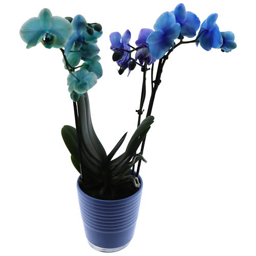 Détails 2, Orchidée Rainbow